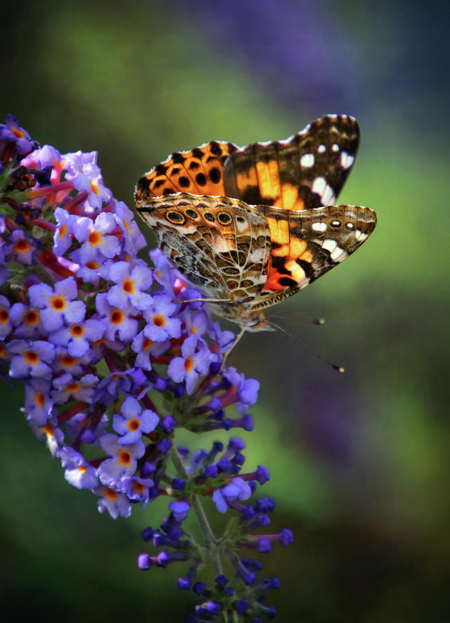 Painted Lady Butterfly on Butterfly Bush Photograph by Carolyn Derstine