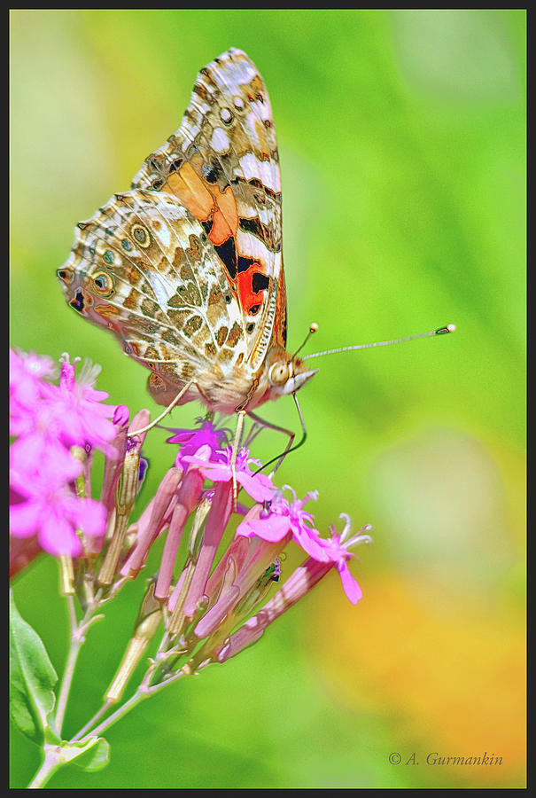 Painted Lady Butterfly on Deptford Pink Flowers Photograph by A Macarthur Gurmankin