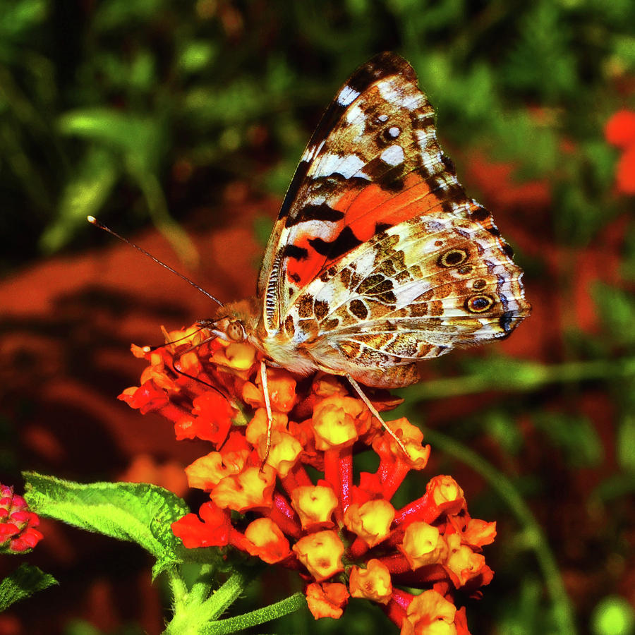 Painted Lady Butterfly On Lantana Flower 001 Photograph by George Bostian