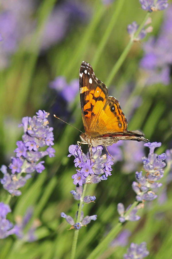 American Lady Butterfly On Lavender Photograph by Lara Ellis