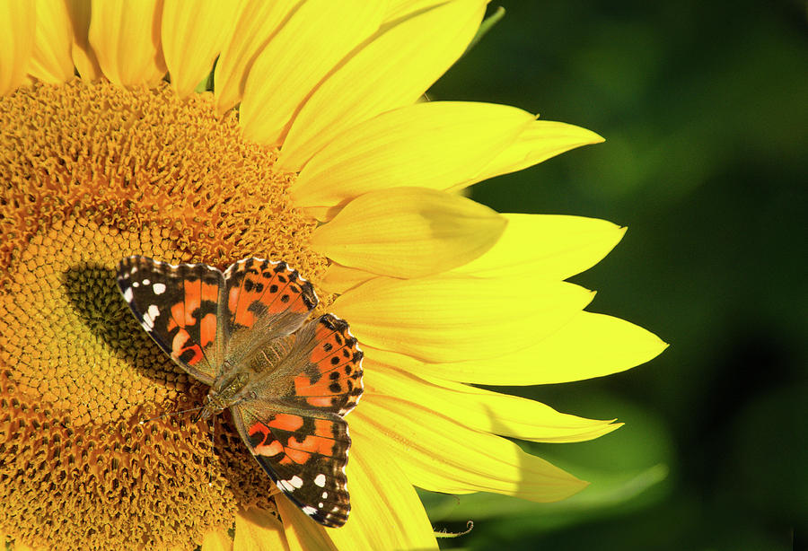 Painted Lady Butterfly on Sunflower in Yellow Springs, Ohio Photograph ...