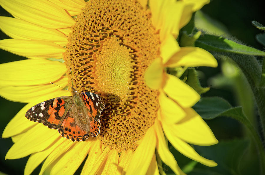 Painted Lady Butterfly on Sunflower near Young's Dairy Ohio Photograph ...