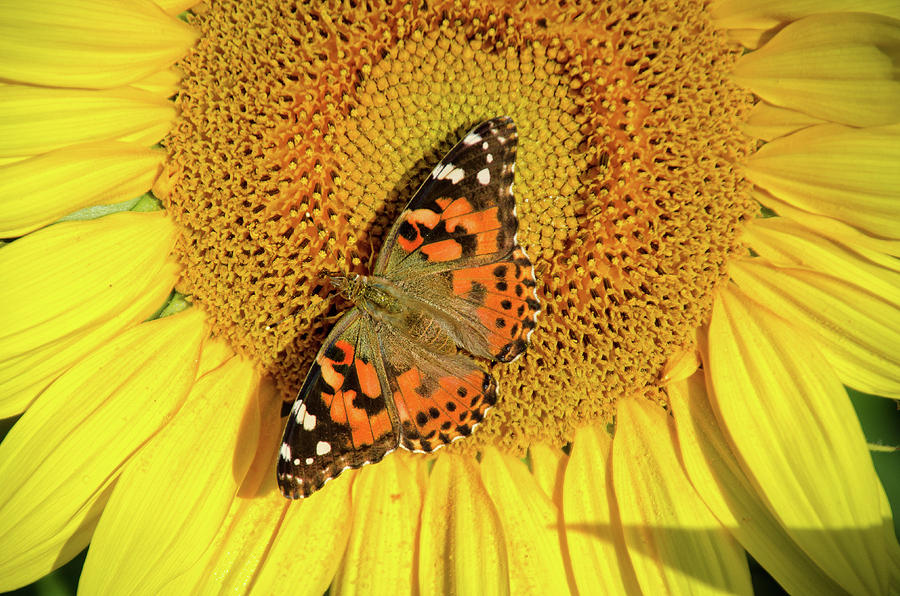 Painted Lady Butterfly on Sunflower, Yellow Springs, Ohio Photograph by