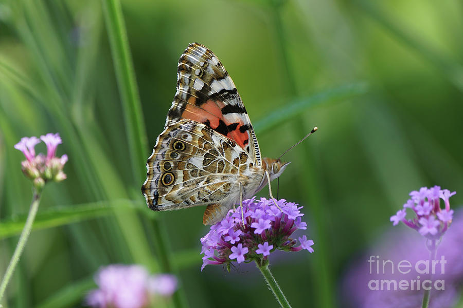 Painted Lady Butterfly on Verbena Photograph by Robert E Alter Reflections of Infinity