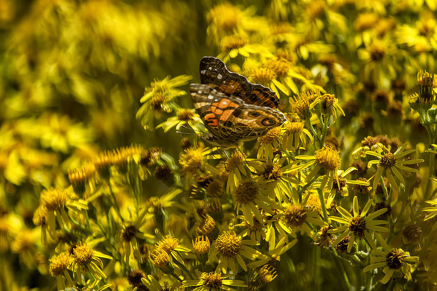 Painted Lady Butterfly on Yellow Daisies No. 2 Photograph by Belinda Greb