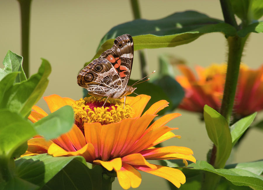 Painted Lady Butterfly On Zinnia Photograph