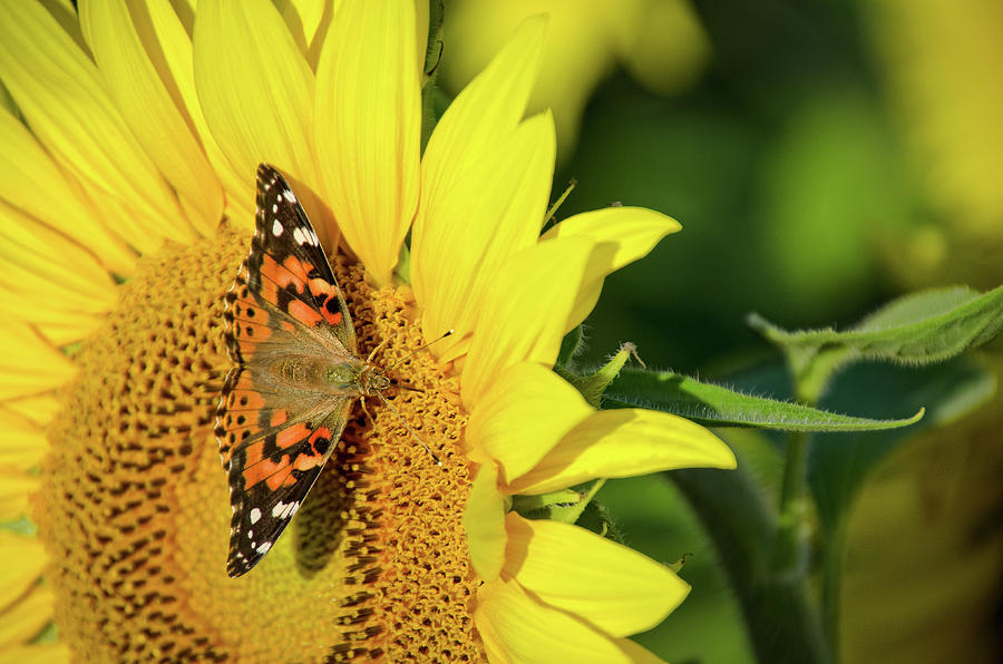 Painted Lady Butterfly Sitting on a Sunflower Photograph by Ina ...