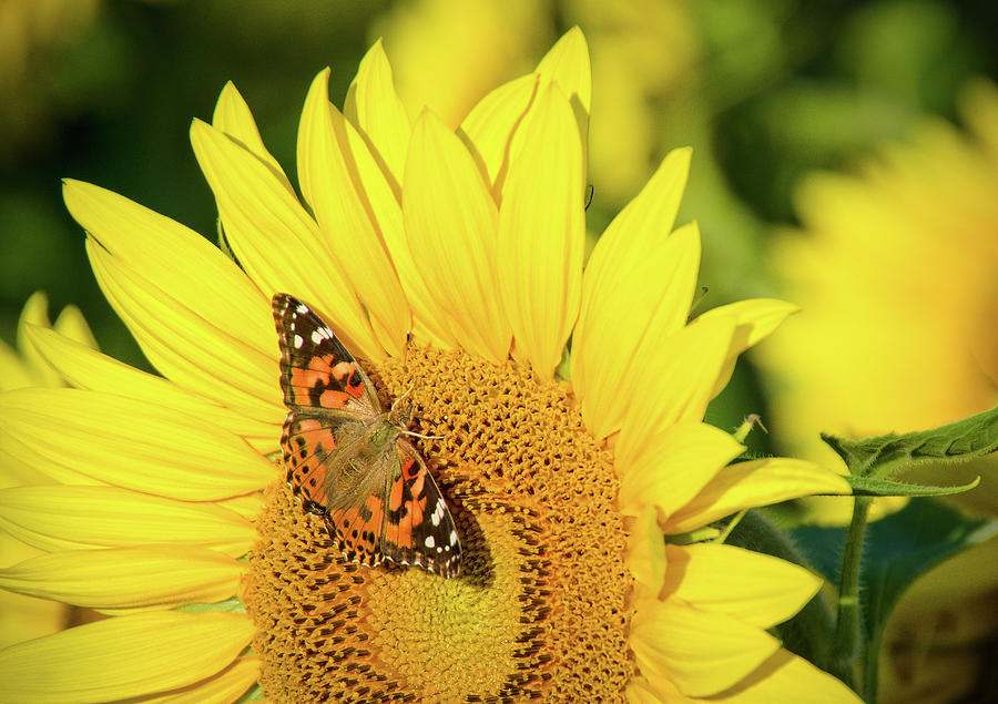 Painted Lady Butterfly, Sunflower in Ohio Photograph by Ina Kratzsch ...