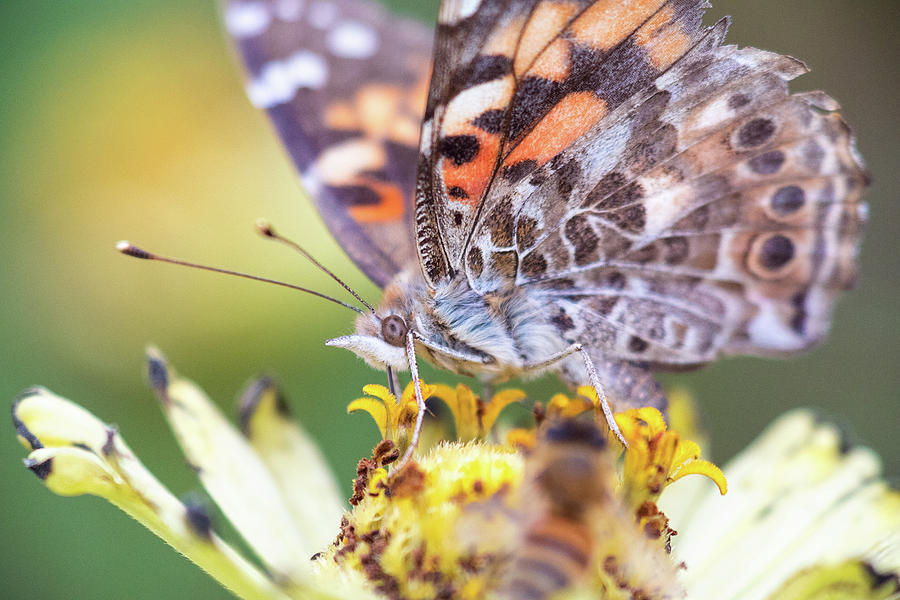 Painted Lady Butterfly with Bee Foreground Photograph by Brian Hale