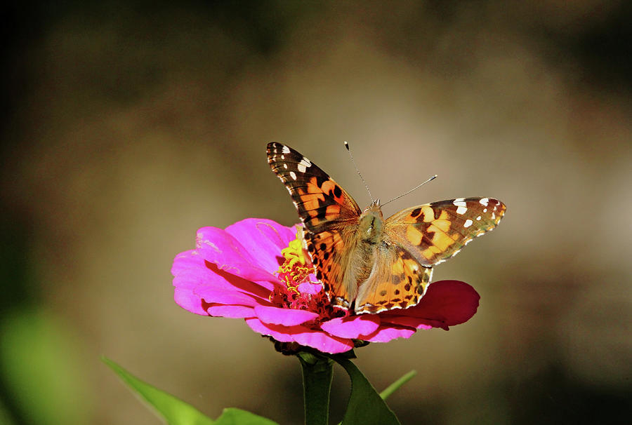 Painted Lady Photograph