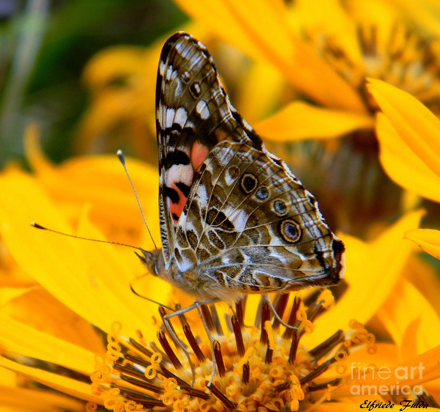 Painted Lady Photograph by Elfriede Fulda