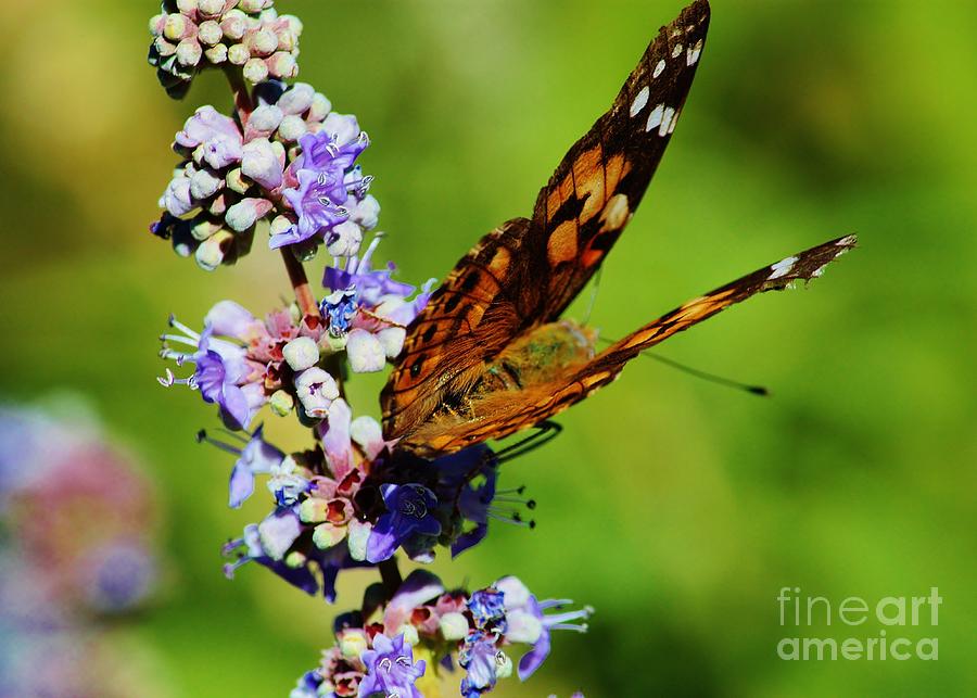 Flower Photograph - Painted Lady II by Marcia Breznay