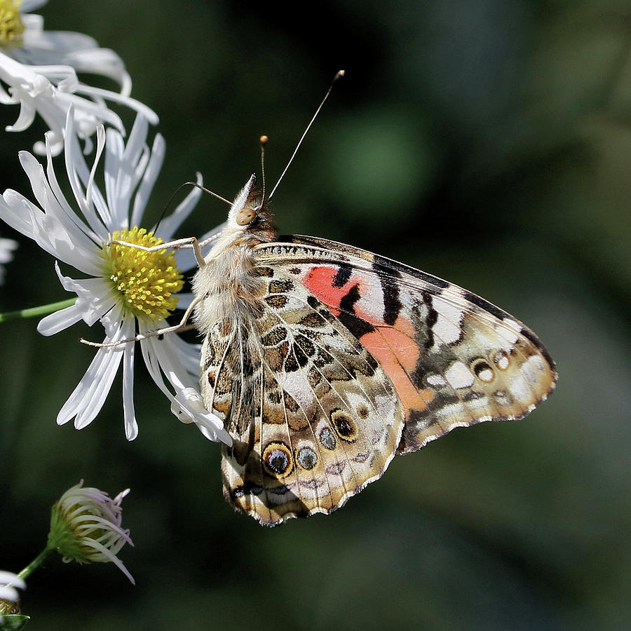 Painted Lady in the Sun Photograph by Doris Potter