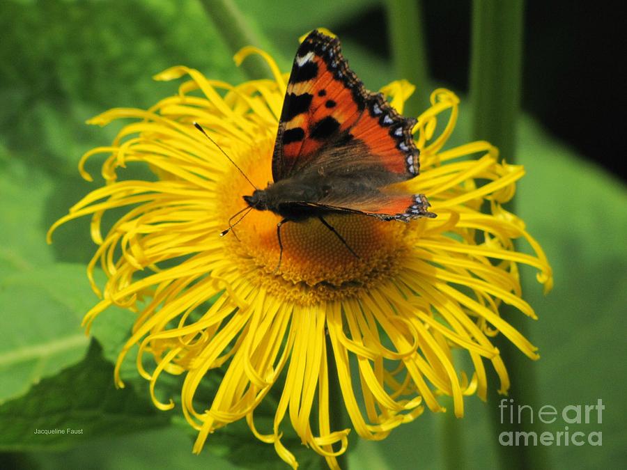 Painted Lady by Jacqueline Faust Painted Lady by Jacqueline Faust