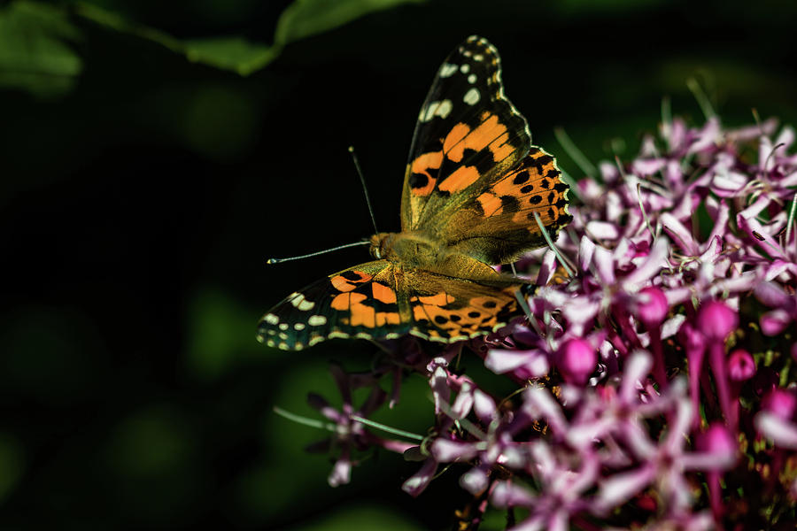 Painted Lady Photograph by Jay Stockhaus