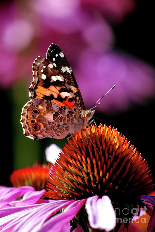 Painted Lady Photograph by Lila Fisher-Wenzel