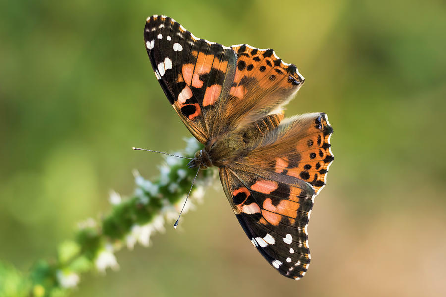 Butterfly Photograph - Painted Lady by Mircea Costina Photography