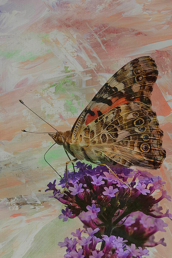 Butterfly Photograph - Painted Lady by Myer Bornstein