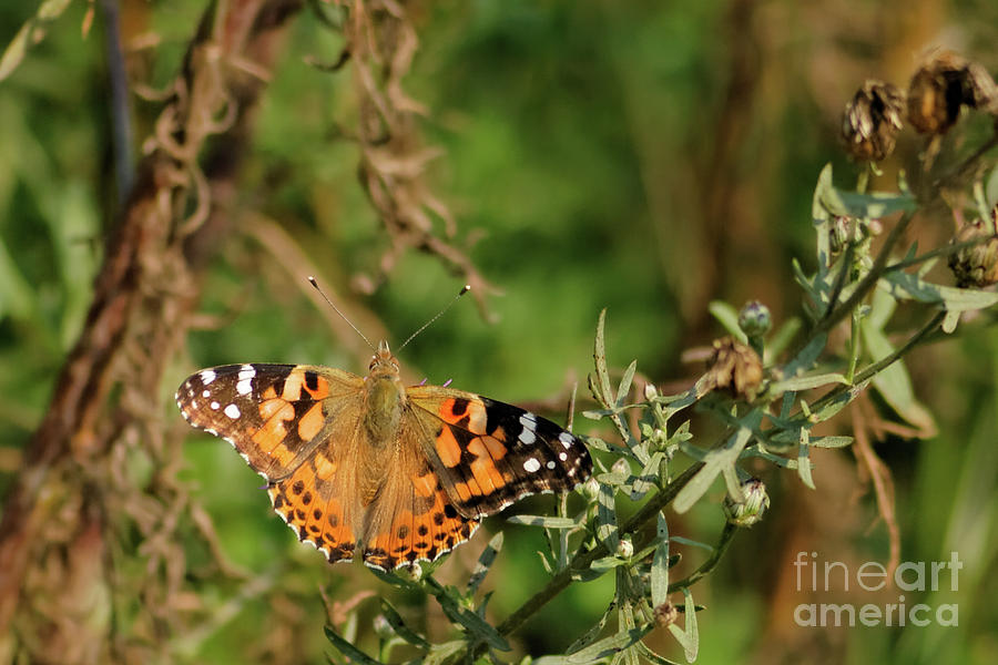 Painted Lady Photograph by Natural Focal Point Photography