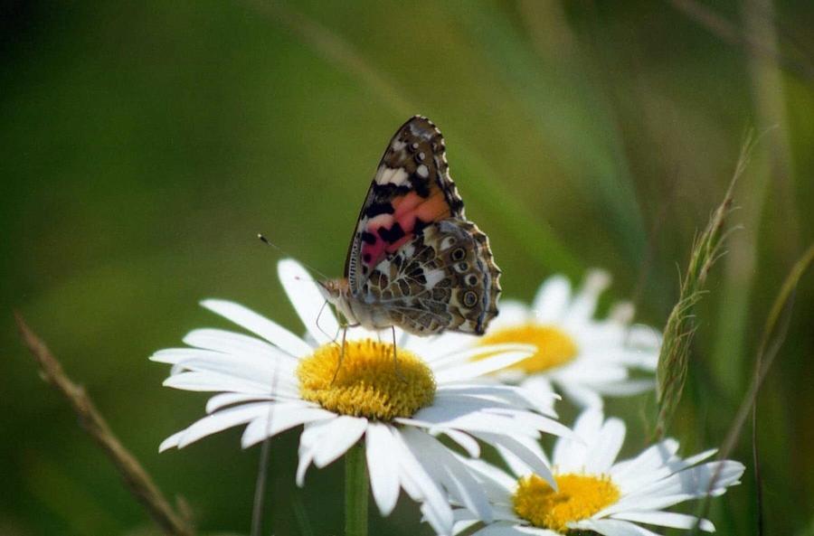 Painted lady Photograph by Nigel Radcliffe