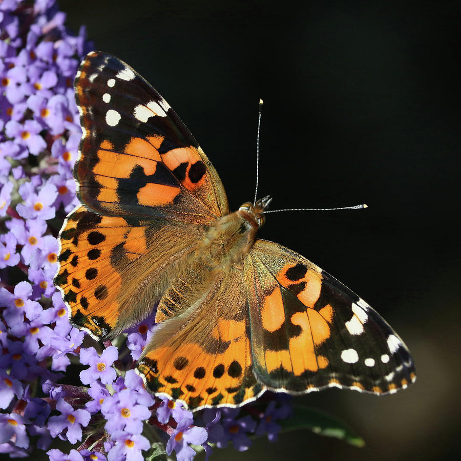 Nature Photograph - Painted Lady of Montreal by Doris Potter
