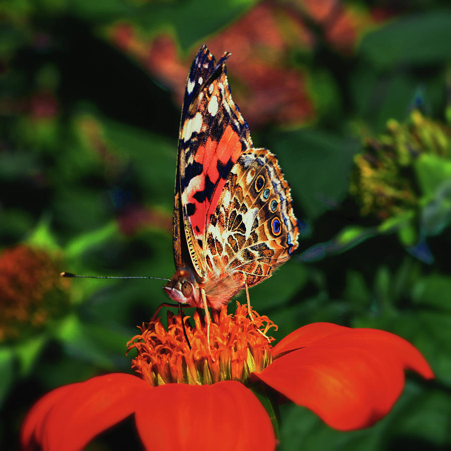 Painted Lady On A Mexican Sunflower 001 Photograph by George Bostian