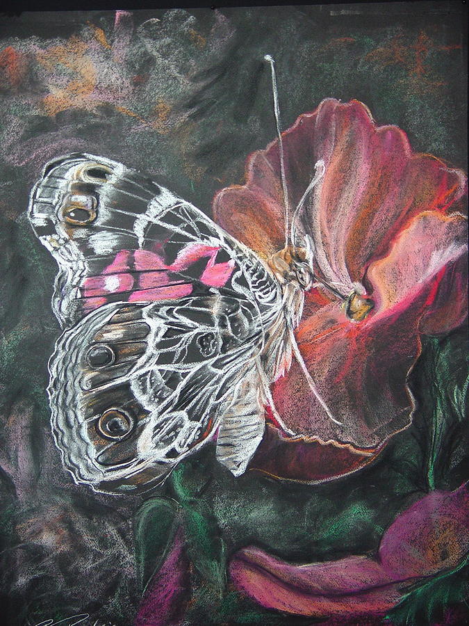 Painted Lady on a pansy Drawing by Bonnie Peacher