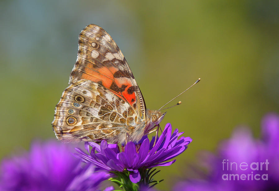 Painted Lady on Aster Photograph by Cheryl Baxter