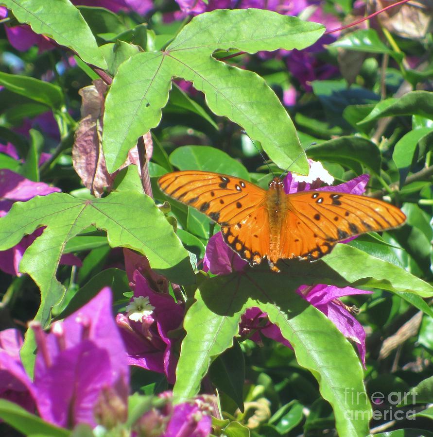 Painted Lady On Bougainvillea Photograph
