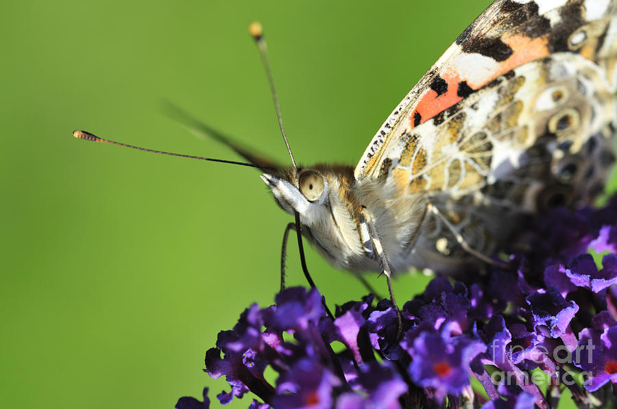 Butterfly Photograph - Painted Lady on Buddleia Close Up by Andy Smy