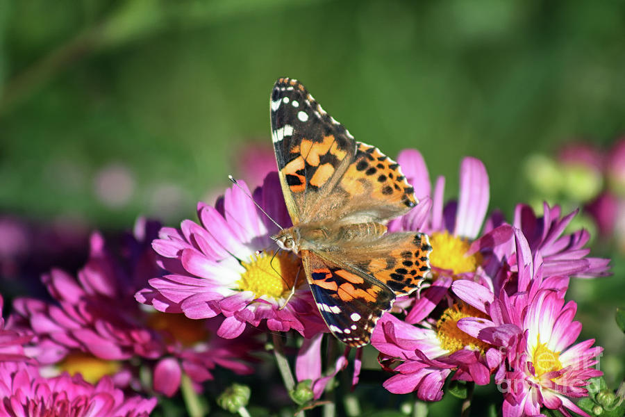 Painted Lady on Pink Mums Photograph by Karen Adams