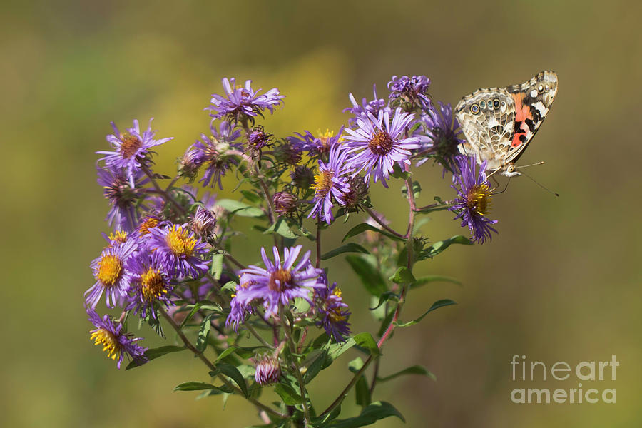Painted Lady On Purple Aster Photograph