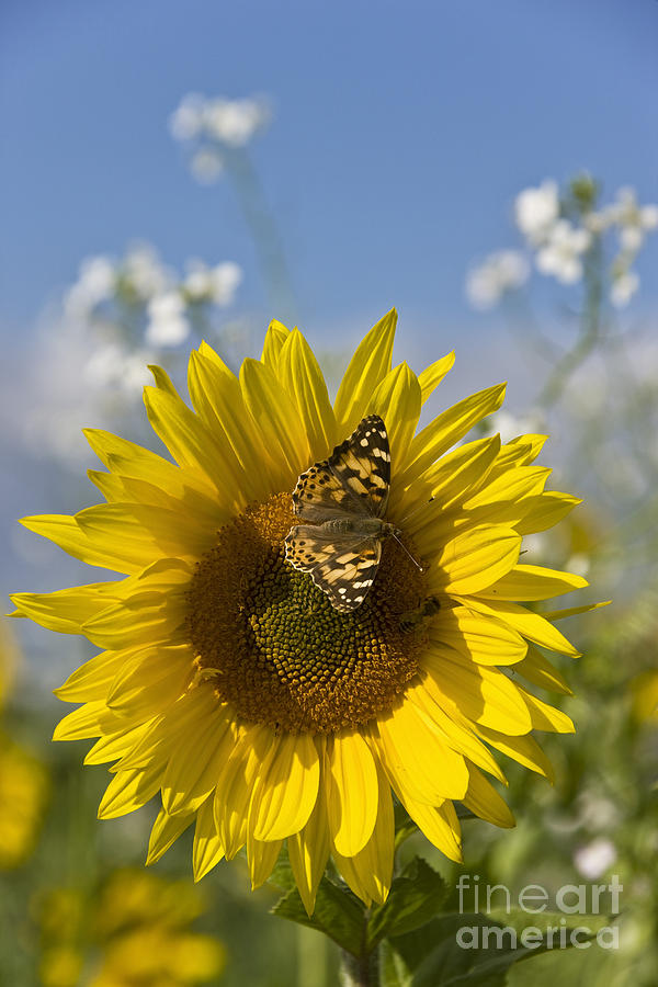 Painted Lady On Sunflower Photograph by Jean-Louis Klein & Marie-Luce Hubert