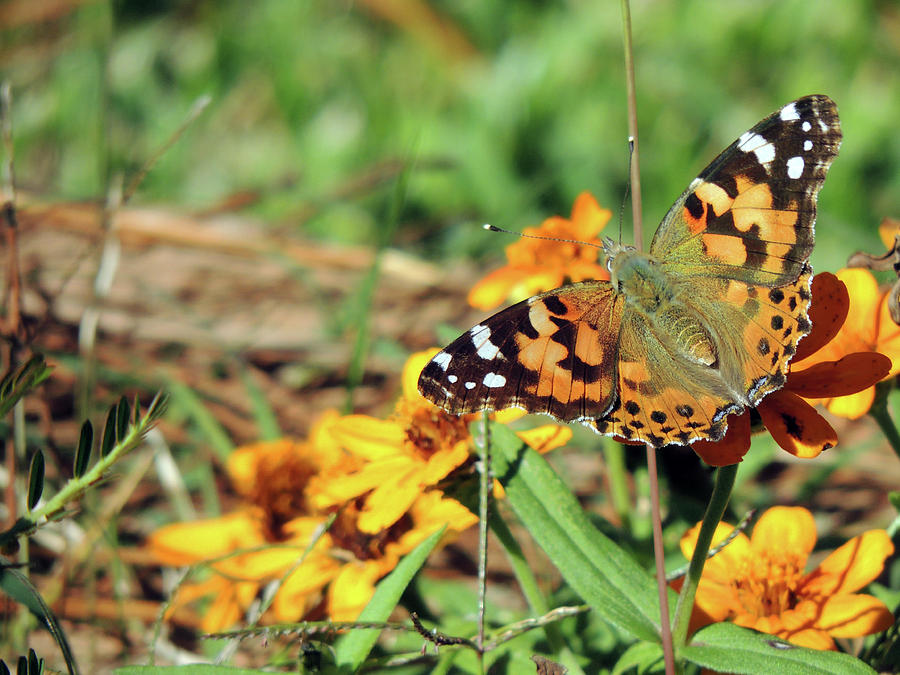 Painted Lady on Zinnia Photograph by Jayne Wilson