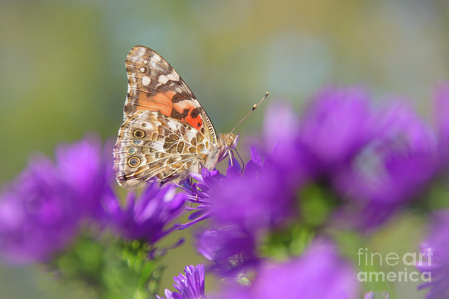 Painted Lady Perfection Photograph by Cheryl Baxter