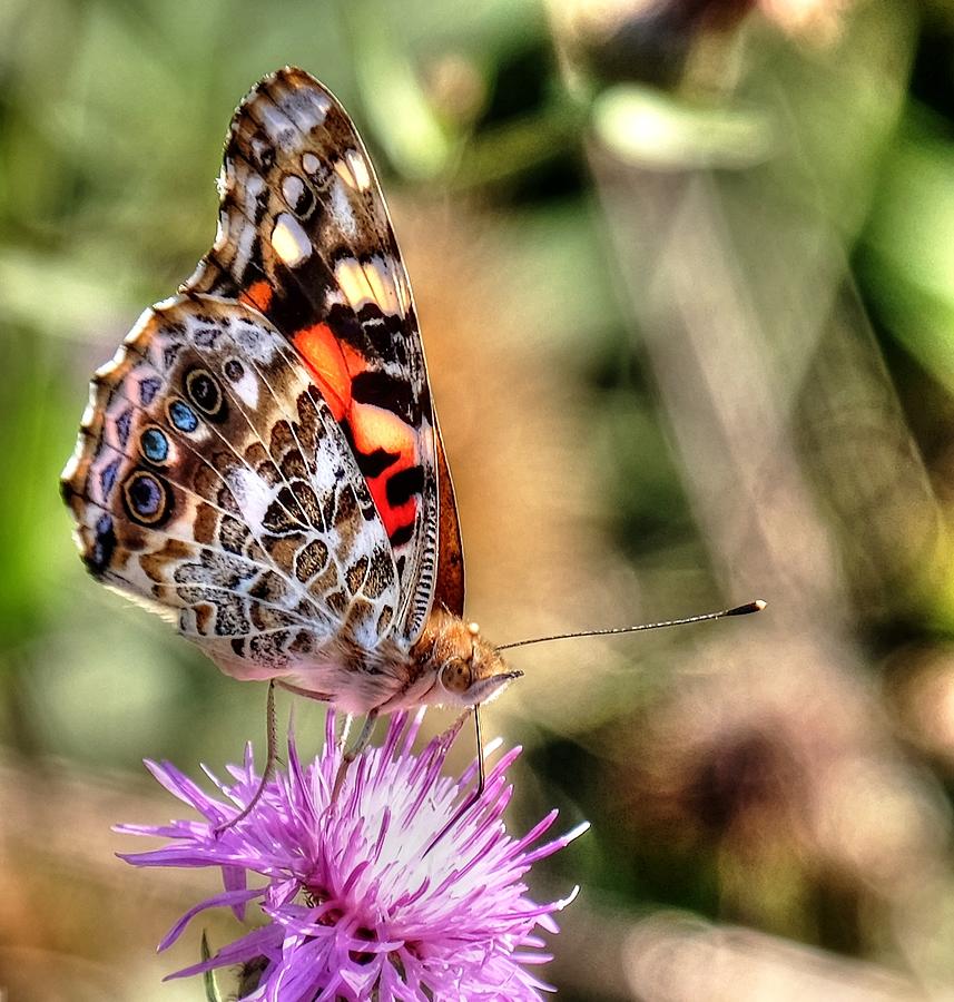 Painted Lady Photograph by Ronda Ryan