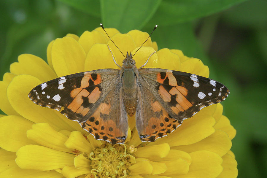 Painted Lady Photograph by Ronnie Maum