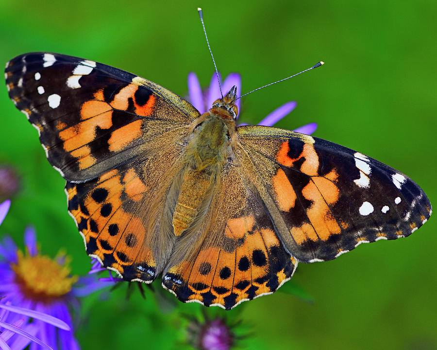 Painted Lady Photograph by Tony Beck