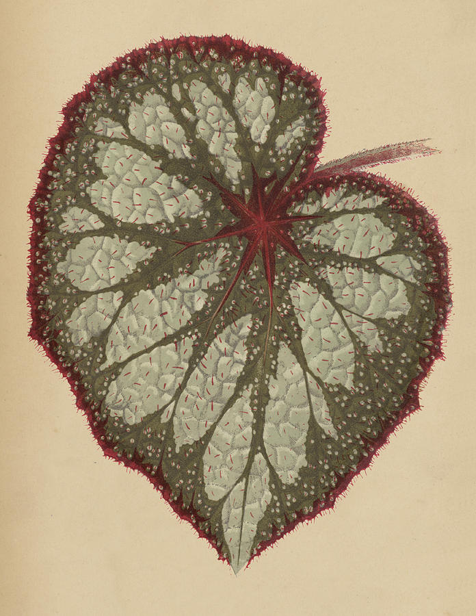 Painted leaf begonia Painting by English School