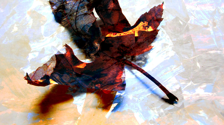 Painted Leaf Series 2 Photograph by Anita Burgermeister