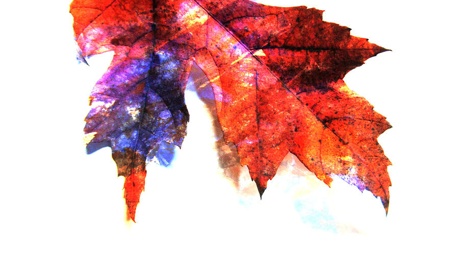 Painted Leaf Series 4 Photograph by Anita Burgermeister