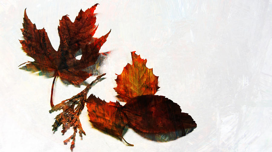 Painted Leaf Series 5 Photograph by Anita Burgermeister