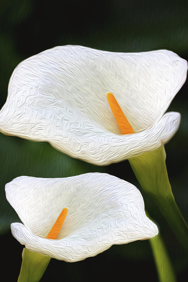 Painted Lilies  Photograph by Vanessa Thomas