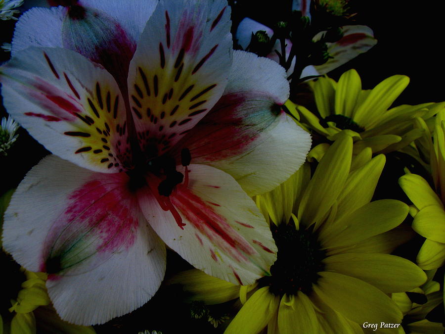 Lily Photograph - Painted Lily by Greg Patzer