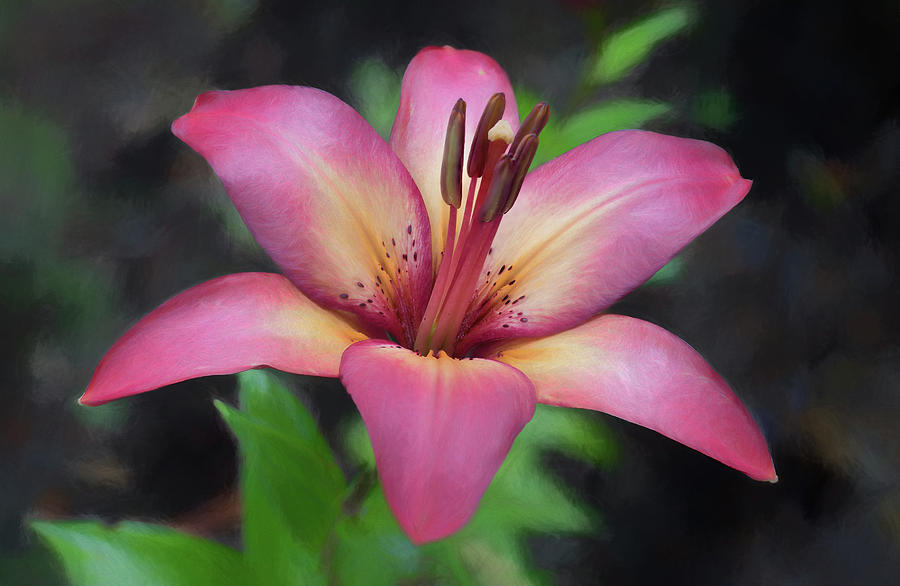 Painted Lily Photograph by Harold Coleman