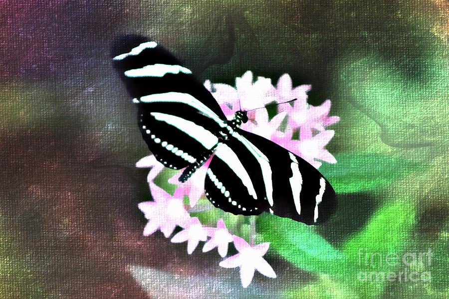 Painted Longwing Photograph