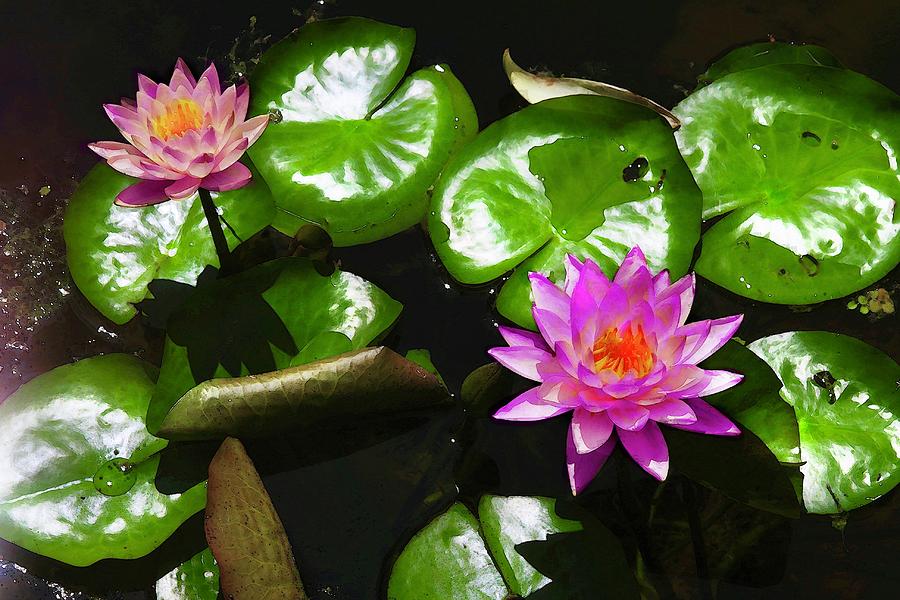 Painted Lotuses and Lilypads Digital Art by M E
