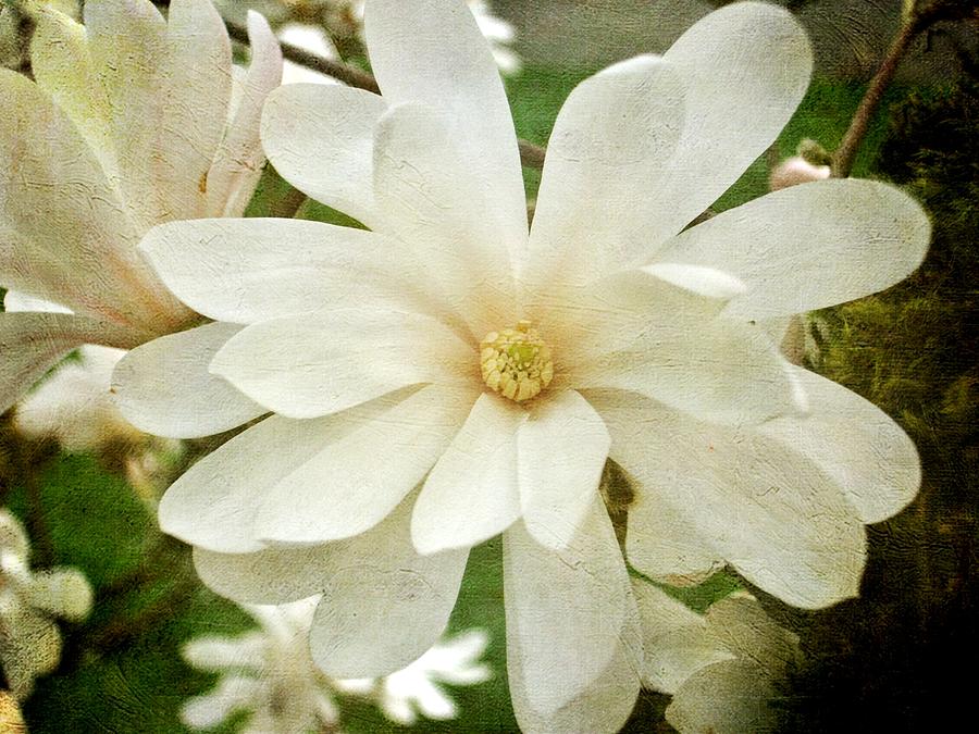 Painted Magnolia Photograph by Cathie Tyler - Fine Art America