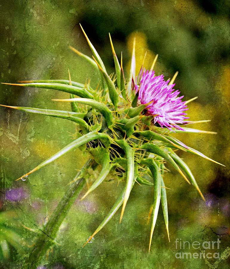 Painted Milk Thistle Photograph by Clare Bevan