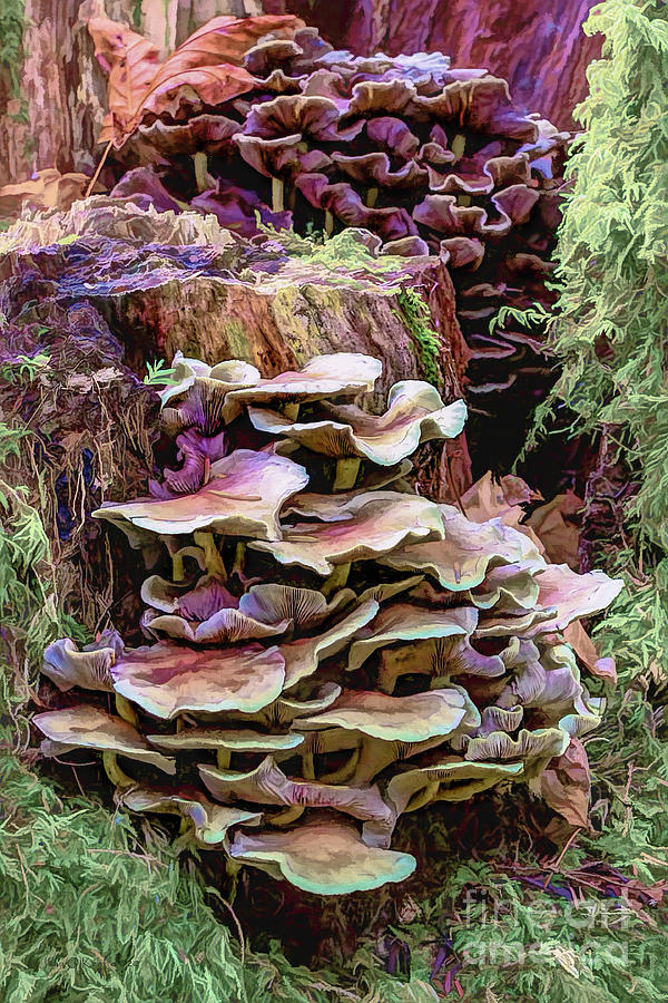 Painted Mushrooms Digital Art by Jean OKeeffe Macro Abundance Art